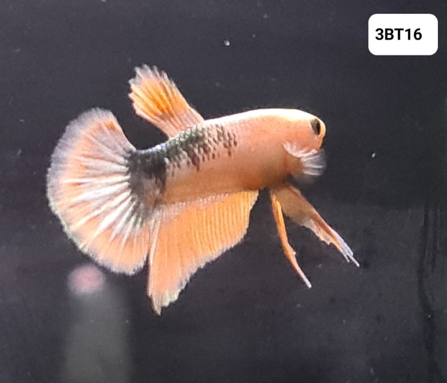 [ARRIVED 30 - JUL - 2025] 3BT16 - Yellow Hellboy Halfmoon Plakat Male Betta - Nano Tanks Australia