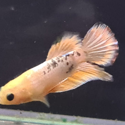 [ARRIVED 30 - JUL - 2025] 3BT22 - Yellow Hellboy Halfmoon Plakat Male Betta - Nano Tanks Australia