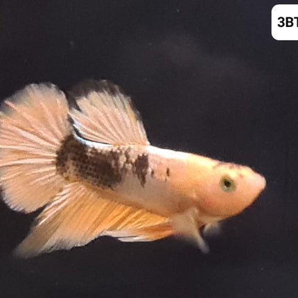[ARRIVED 30 - JUL - 2025] 3BT22 - Yellow Hellboy Halfmoon Plakat Male Betta - Nano Tanks Australia