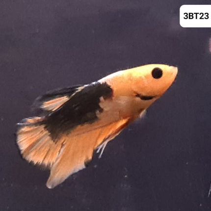 [ARRIVED 30 - JUL - 2025] 3BT23 - Yellow Hellboy Halfmoon Plakat Male Betta - Nano Tanks Australia