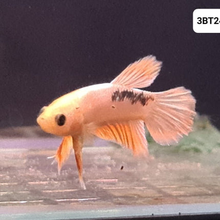 [ARRIVED 30 - JUL - 2025] 3BT24 - Yellow Hellboy Halfmoon Plakat Male Betta - Nano Tanks Australia