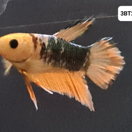 [ARRIVED 30 - JUL - 2025] 3BT25 - Yellow Hellboy Halfmoon Plakat Male Betta - Nano Tanks Australia