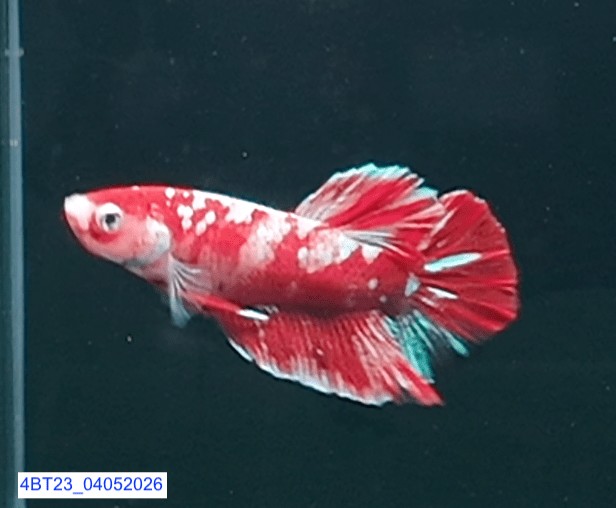 [ARRIVED 4 - MAY - 2026] 4BT23 - Red Koi Halfmoon Plakat Male Betta - Nano Tanks Australia