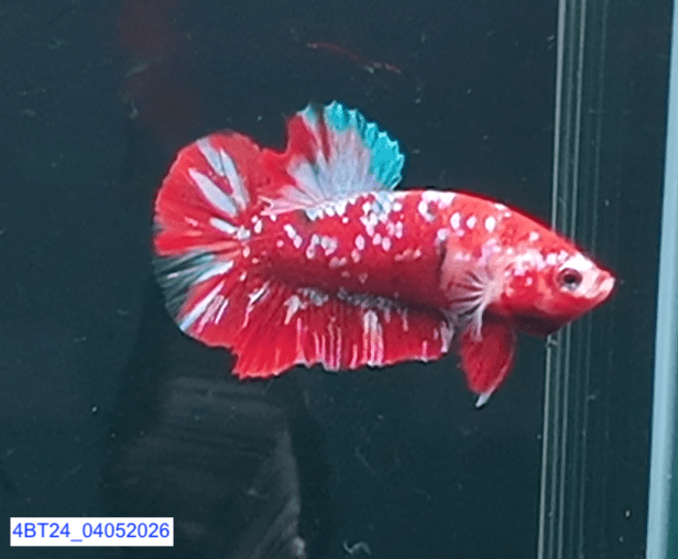 [ARRIVED 4 - MAY - 2026] 4BT24 - Red Koi Halfmoon Plakat Male Betta - Nano Tanks Australia