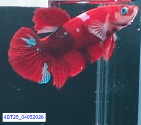 [ARRIVED 4 - MAY - 2026] 4BT25 - Red Koi Halfmoon Plakat Male Betta - Nano Tanks Australia