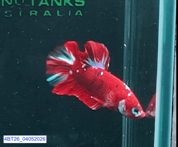 [ARRIVED 4 - MAY - 2026] 4BT26 - Red Koi Halfmoon Plakat Male Betta - Nano Tanks Australia