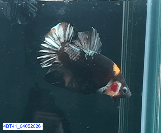 [ARRIVED 4 - MAY - 2026] 4BT41 - Black Base Koi Halfmoon Plakat Male (2026 Pattern) - Nano Tanks Australia