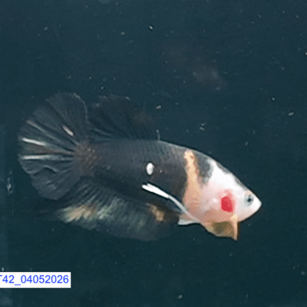 [ARRIVED 4 - MAY - 2026] 4BT42 - Black Base Koi Halfmoon Plakat Male (2026 Pattern) - Nano Tanks Australia