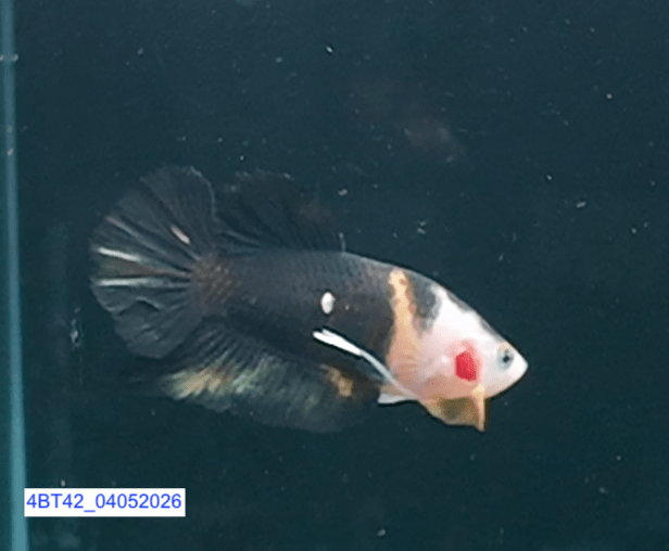 [ARRIVED 4 - MAY - 2026] 4BT42 - Black Base Koi Halfmoon Plakat Male (2026 Pattern) - Nano Tanks Australia