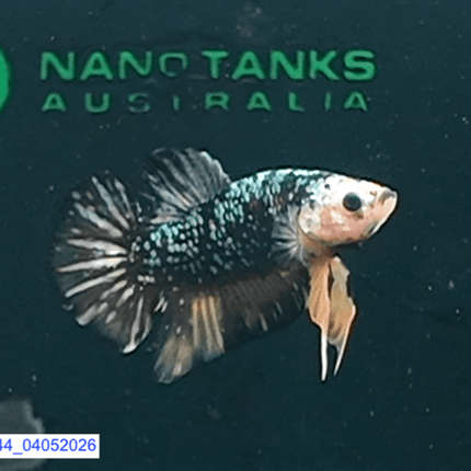 [ARRIVED 4 - MAY - 2026] 4BT44 - Black Base Koi Halfmoon Plakat Male (2026 Pattern) - Nano Tanks Australia