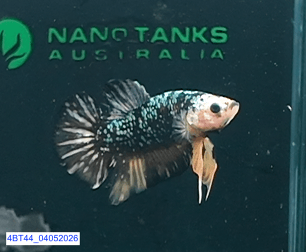 [ARRIVED 4 - MAY - 2026] 4BT44 - Black Base Koi Halfmoon Plakat Male (2026 Pattern) - Nano Tanks Australia