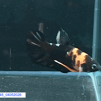 [ARRIVED 4 - MAY - 2026] 4BT45 - Black Base Koi Halfmoon Plakat Male (2026 Pattern) - Nano Tanks Australia