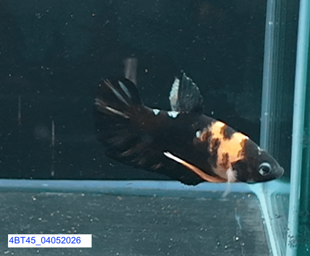 [ARRIVED 4 - MAY - 2026] 4BT45 - Black Base Koi Halfmoon Plakat Male (2026 Pattern) - Nano Tanks Australia