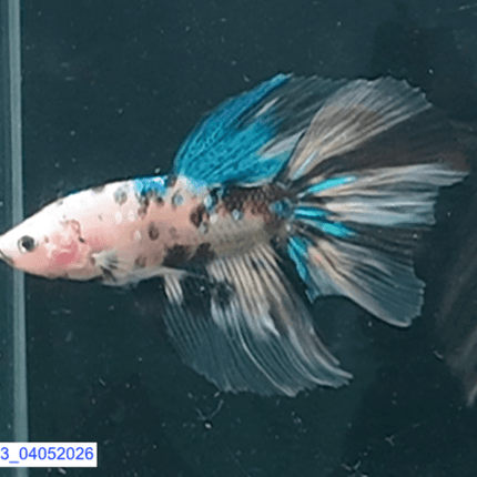 [ARRIVED 4 - MAY - 2026] 5BT13 - Koi Halfmoon Male Betta - Nano Tanks Australia