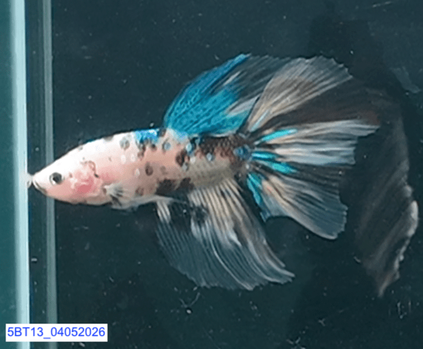 [ARRIVED 4 - MAY - 2026] 5BT13 - Koi Halfmoon Male Betta - Nano Tanks Australia