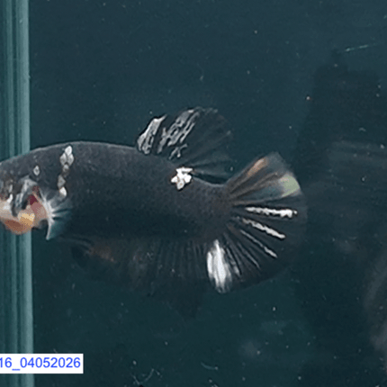[ARRIVED 4 - MAY - 2026] 5BT16 - Black Base Koi Halfmoon Plakat Male (2026 Pattern) - Nano Tanks Australia