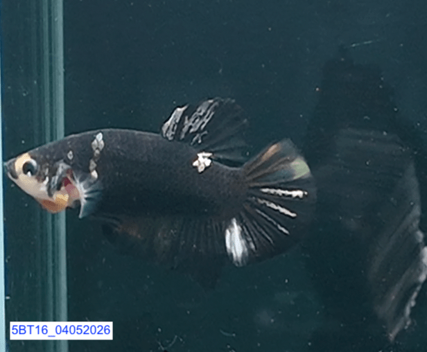 [ARRIVED 4 - MAY - 2026] 5BT16 - Black Base Koi Halfmoon Plakat Male (2026 Pattern) - Nano Tanks Australia