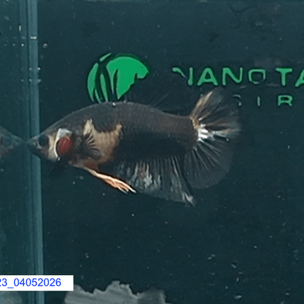 [ARRIVED 4 - MAY - 2026] 5BT23 - Black Base Koi Halfmoon Plakat Male (2026 Pattern) - Nano Tanks Australia