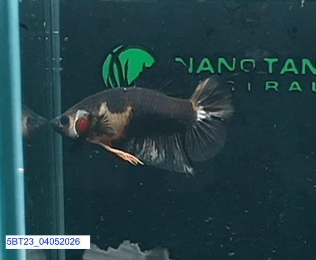 [ARRIVED 4 - MAY - 2026] 5BT23 - Black Base Koi Halfmoon Plakat Male (2026 Pattern) - Nano Tanks Australia