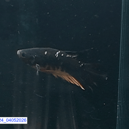 [ARRIVED 4 - MAY - 2026] 5BT24 - Black Base Koi Halfmoon Plakat Male (2026 Pattern) - Nano Tanks Australia