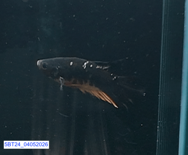 [ARRIVED 4 - MAY - 2026] 5BT24 - Black Base Koi Halfmoon Plakat Male (2026 Pattern) - Nano Tanks Australia