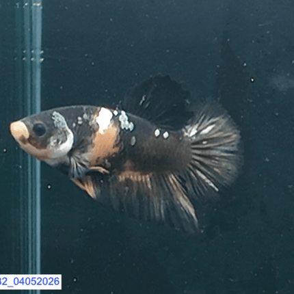 [ARRIVED 4 - MAY - 2026] 5BT32 - Black Base Koi Halfmoon Plakat Male (2026 Pattern) - Nano Tanks Australia