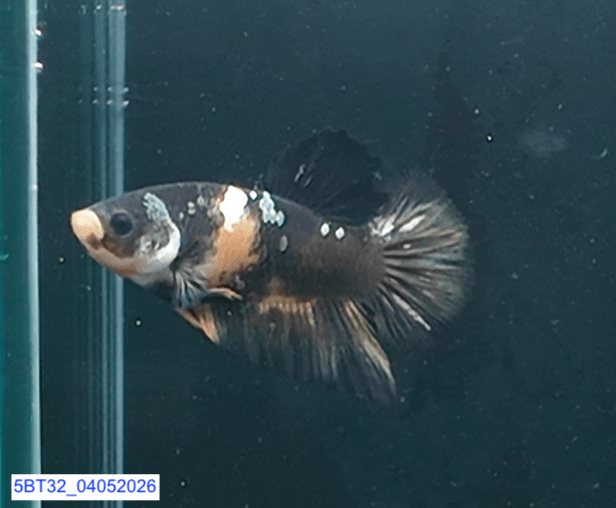 [ARRIVED 4 - MAY - 2026] 5BT32 - Black Base Koi Halfmoon Plakat Male (2026 Pattern) - Nano Tanks Australia