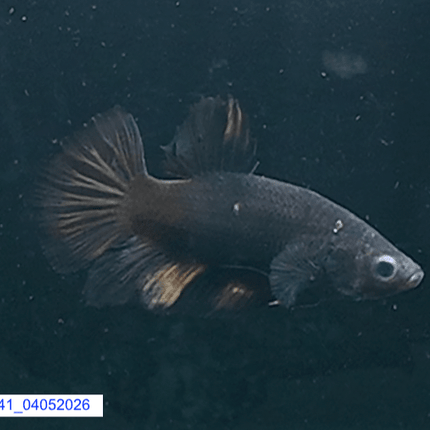 [ARRIVED 4 - MAY - 2026] 5BT41 - Black Base Koi Halfmoon Plakat Male (2026 Pattern) - Nano Tanks Australia