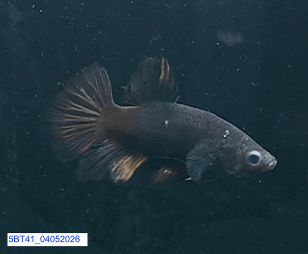 [ARRIVED 4 - MAY - 2026] 5BT41 - Black Base Koi Halfmoon Plakat Male (2026 Pattern) - Nano Tanks Australia