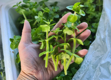 [ARRIVED 5 - JUN - 2025] Bacopa caroliniana 5 stems 10cm tall - Nano Tanks Australia
