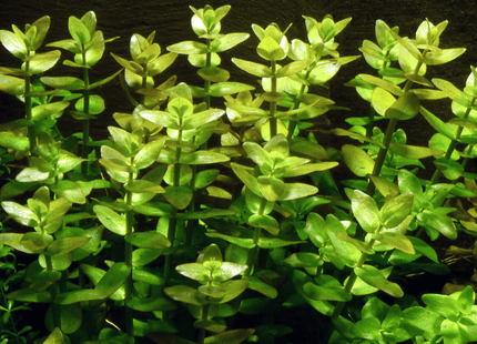 [ARRIVED 5 - JUN - 2025] Bacopa caroliniana 5 stems 10cm tall - Nano Tanks Australia