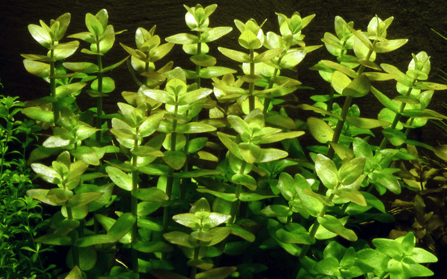 [ARRIVED 5 - JUN - 2025] Bacopa caroliniana 5 stems 10cm tall - Nano Tanks Australia