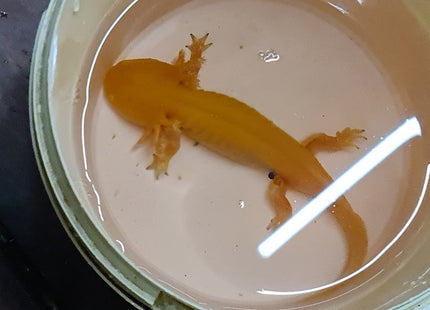 [ARRIVED 5 - JUN - 2025] Gold Axolotl 12 - 15cm - Nano Tanks Australia