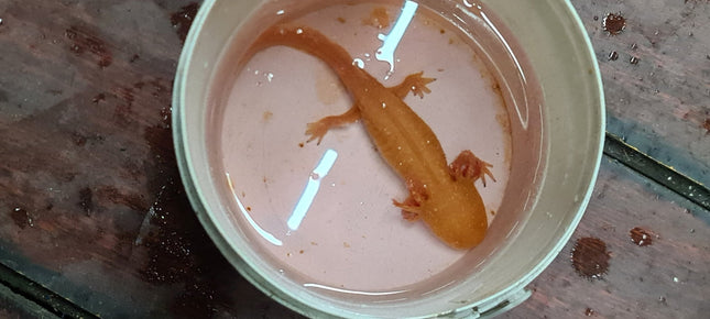[ARRIVED 5 - JUN - 2025] Gold Axolotl 12 - 15cm - Nano Tanks Australia
