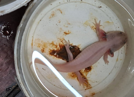 [ARRIVED 5 - JUN - 2025] Leucistic Axolotl 12 - 15cm - Nano Tanks Australia