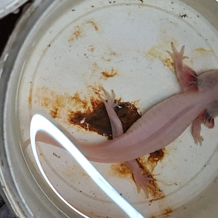 [ARRIVED 5 - JUN - 2025] Leucistic Axolotl 12 - 15cm - Nano Tanks Australia