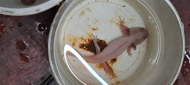 [ARRIVED 5 - JUN - 2025] Leucistic Axolotl 12 - 15cm - Nano Tanks Australia