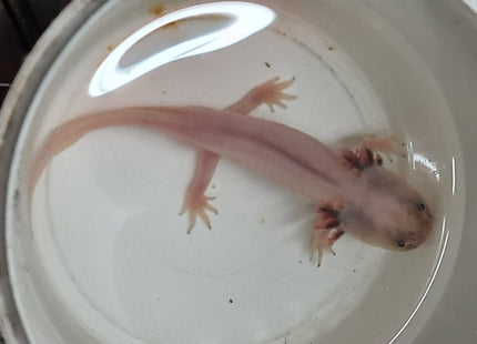[ARRIVED 5 - JUN - 2025] Leucistic Axolotl 12 - 15cm - Nano Tanks Australia