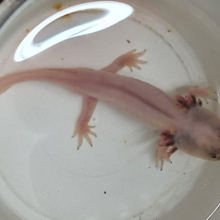 [ARRIVED 5 - JUN - 2025] Leucistic Axolotl 12 - 15cm - Nano Tanks Australia