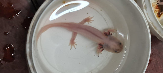 [ARRIVED 5 - JUN - 2025] Leucistic Axolotl 12 - 15cm - Nano Tanks Australia