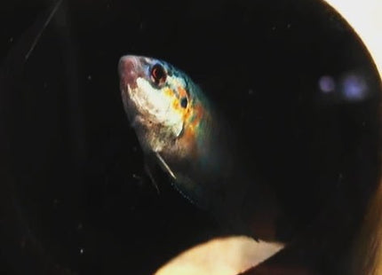 [ARRIVED 6 - FEB - 2026] Blue Head Apricot Paradise Fish 3 - 5cm - Nano Tanks Australia