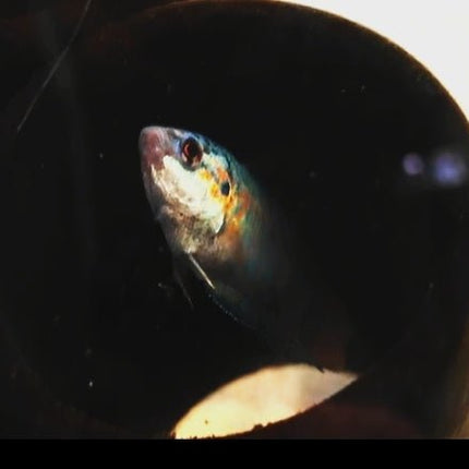 [ARRIVED 6 - FEB - 2026] Blue Head Apricot Paradise Fish 3 - 5cm - Nano Tanks Australia