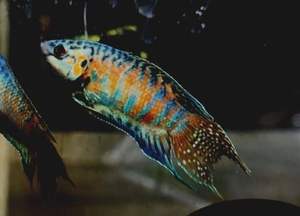[ARRIVED 6 - FEB - 2026] Blue Head Apricot Paradise Fish 3 - 5cm - Nano Tanks Australia