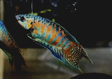 [ARRIVED 6 - FEB - 2026] Blue Head Apricot Paradise Fish 3 - 5cm - Nano Tanks Australia