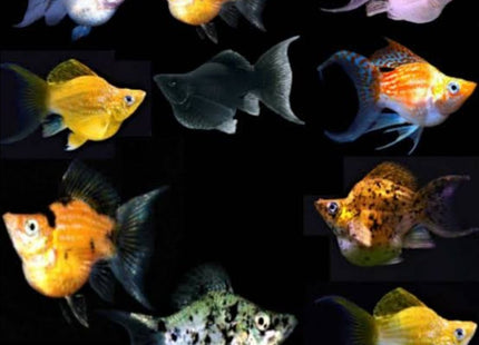 [ARRIVED 6 - MAY - 2025] Assorted Balloon Molly 3 - 4cm - Nano Tanks Australia