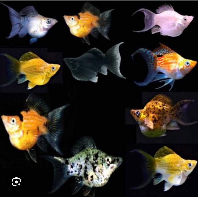[ARRIVED 6 - MAY - 2025] Assorted Balloon Molly 3 - 4cm - Nano Tanks Australia