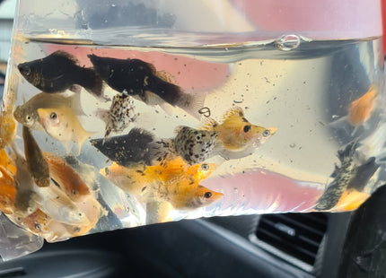 [ARRIVED 6 - MAY - 2025] Assorted Balloon Molly 3 - 4cm - Nano Tanks Australia