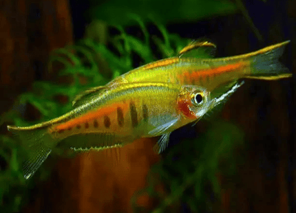 [ARRIVED 7 - JAN - 2026] Dwarf Glowlight Danio (Celestichthys choprae ) 2cm - 3cm - Nano Tanks Australia