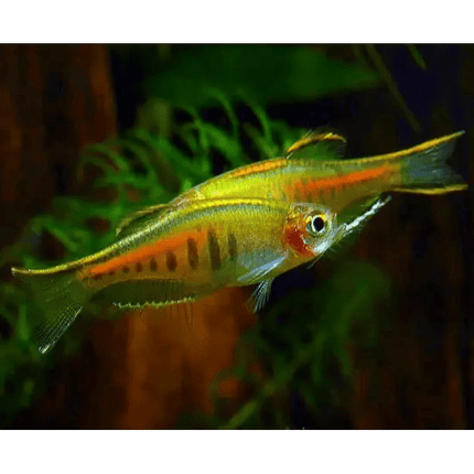 [ARRIVED 7 - JAN - 2026] Dwarf Glowlight Danio (Celestichthys choprae ) 2cm - 3cm - Nano Tanks Australia