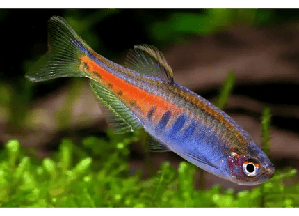 [ARRIVED 7 - JAN - 2026] Dwarf Glowlight Danio (Celestichthys choprae ) 2cm - 3cm - Nano Tanks Australia